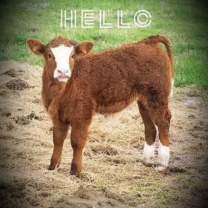 Meet your Posher, Kenneth wayne